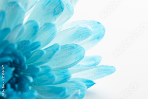 Beautiful blue chrysanthemum flower close-up on white background