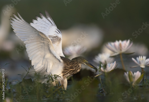 Indian Pond heron with fish in beautiful flowers Natural environment