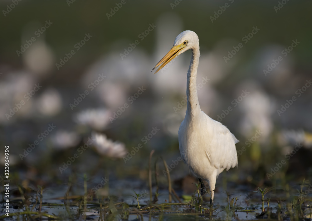 Fototapeta premium Egret in water lily pond