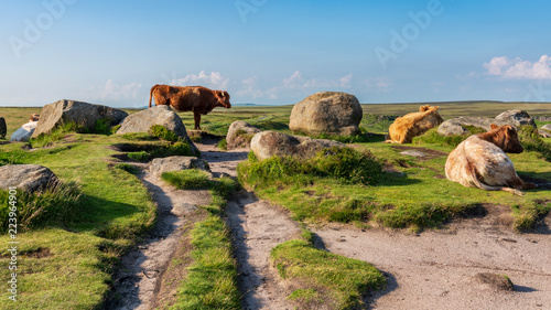 Cows on top of Higger Tor in the Peak District, South Yorkshire, England, UK photo