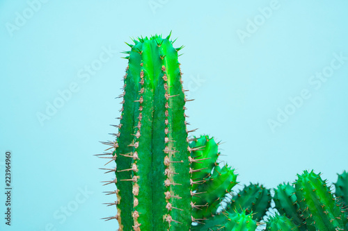 closeup green Cactus on blue background . Fashion pattern. Art Gallery Minimal.