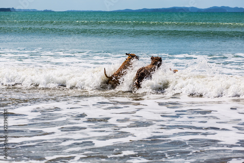 Companion dogs at the beach 