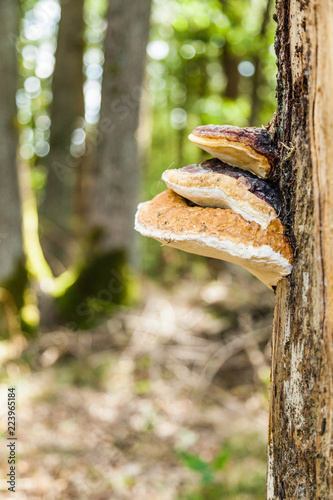 Baumpilz, rotrandiger Baumschwamm (Fomitopsis pinicola) 