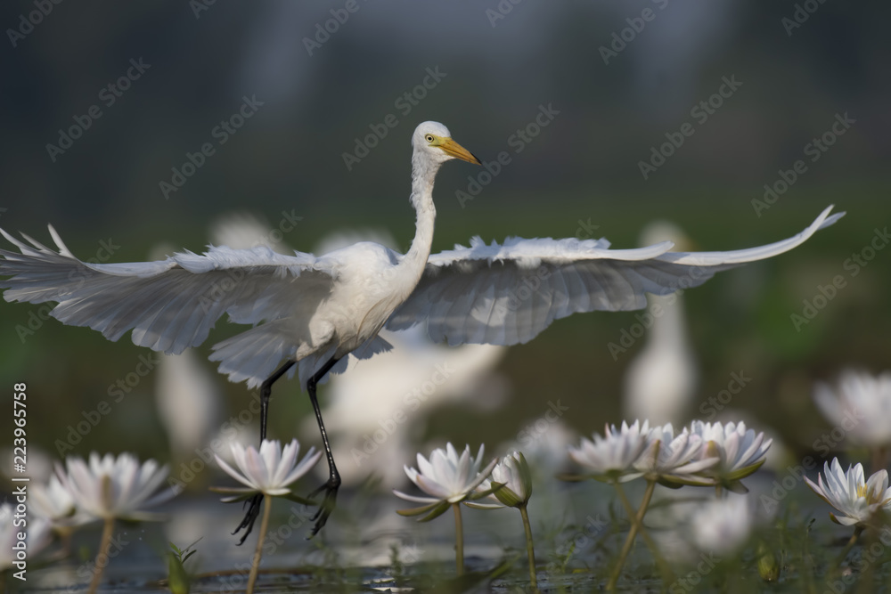 Egret taking off from a Pond Egret taking off from a Pond