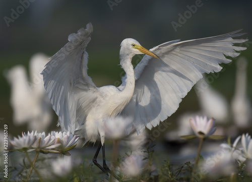  Egret in water lily pond