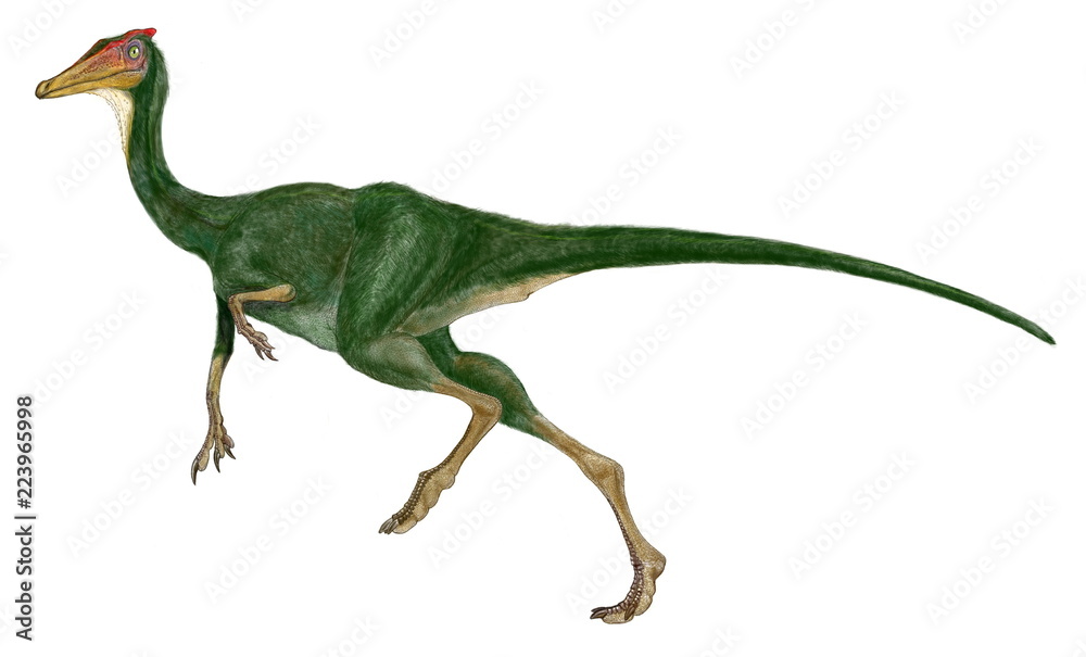 Obraz premium ペレカニムス 白亜紀前期のダチョウ形恐竜の原始的な仲間。完全な草食性ではなく、口には200本ほどの歯があり、雑食性であったと思われる。喉にはペリカンのような袋の印象が残っており、ペレカニムスはペリカンもどきという意味である。軽く走り出したポーズのイラスト画像。
