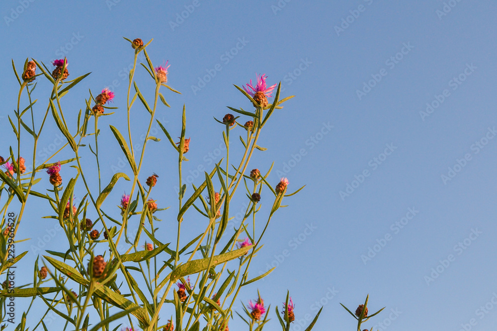Wildflowers with pink flowers against the sky