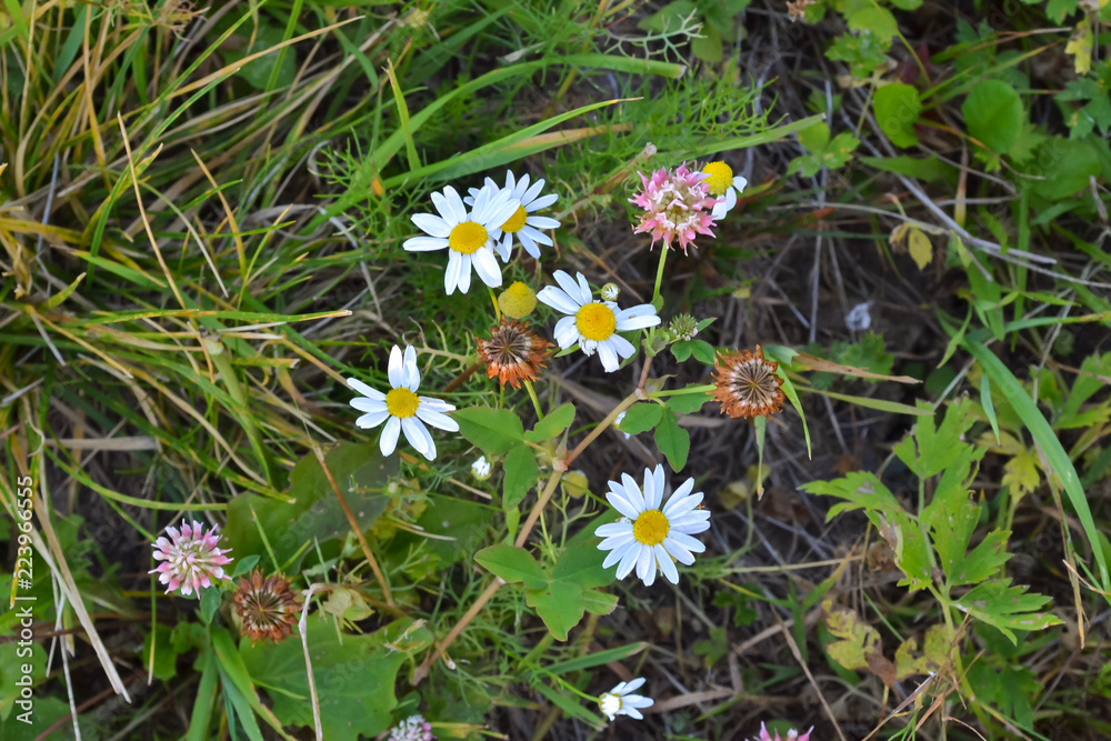 Small wildflowers, chamomile top view. Small wildflowers, chamomile top view.