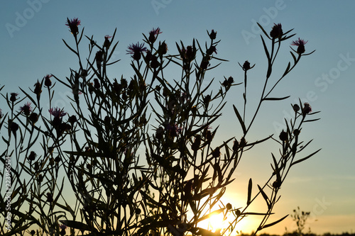 Wildflowers against the sky in front of the setting sun