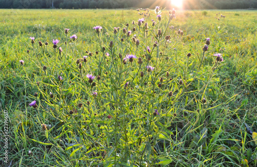 Fototapeta Naklejka Na Ścianę i Meble -  Feather grass gilded sunset or sunrise. Natural background