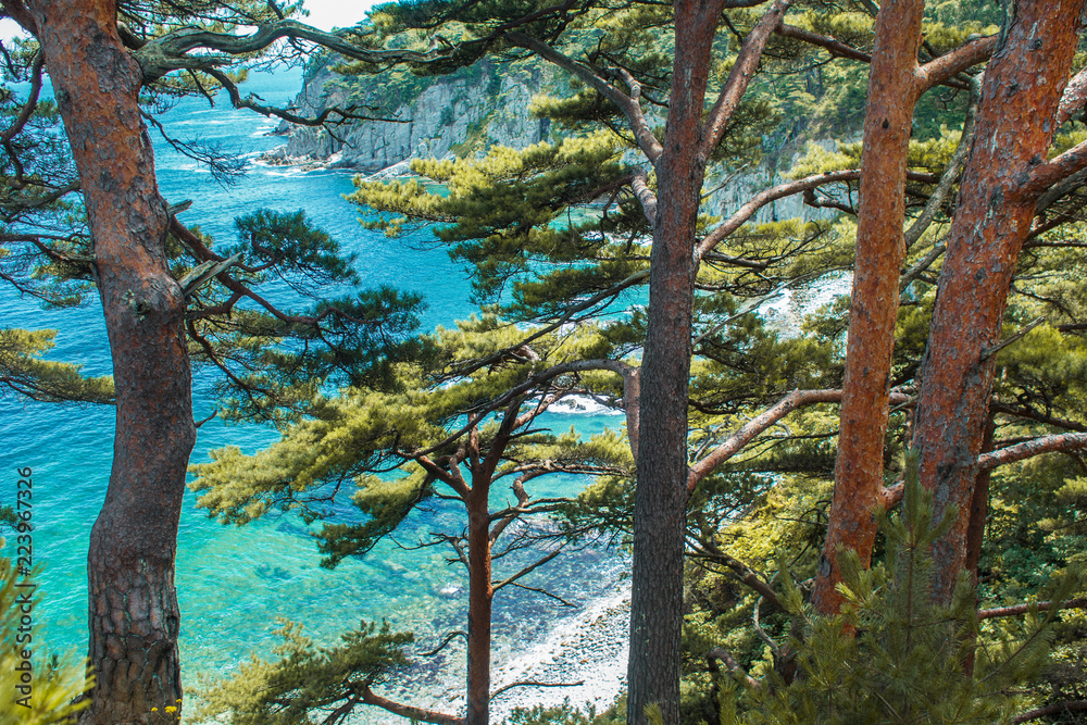 Beautiful panorama of pine forest on the coast. Rocks and seashore Beautiful panorama of pine forest on the coast. Rocks and seashore