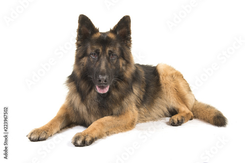 Fototapeta Naklejka Na Ścianę i Meble -  German shepherd dog lying down looking at the camera seen from the side isolated on a white background