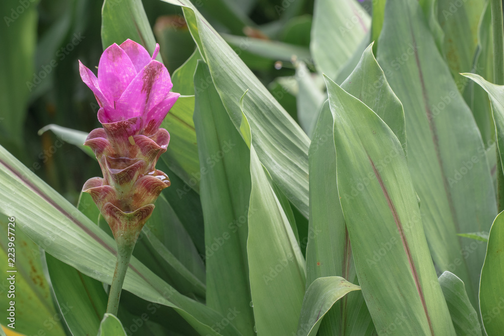 Curcuma alismatifolia, is a tropical plant native to Thailand.Sometime call Siam tulip or summer tulip. Curcuma alismatifolia, is a tropical plant native to Thailand.Sometime call Siam tulip or summer tulip.