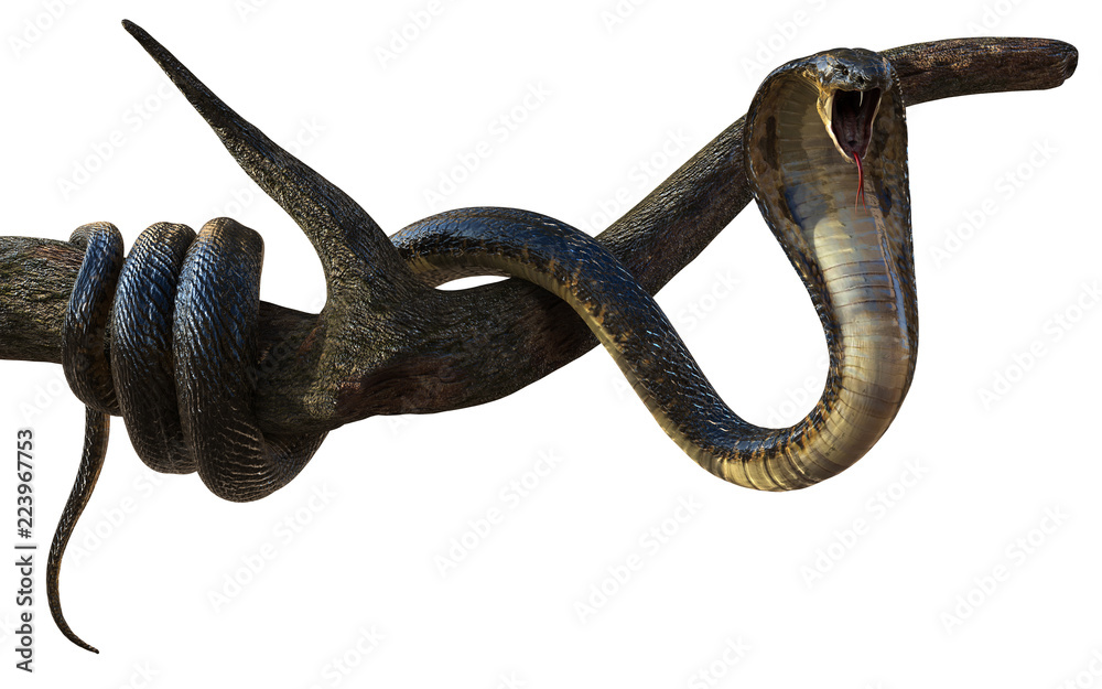 Obraz premium Ilustracja 3D Kobra królewska Najdłuższy na świecie jadowity wąż na białym tle, Kobra królewska ze ścieżką