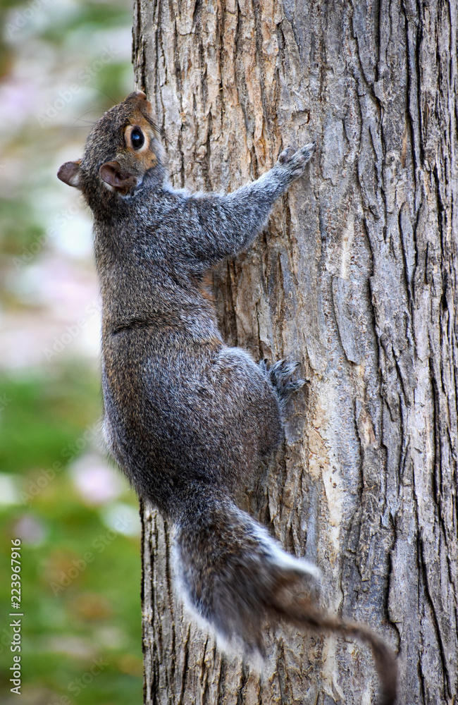 Closeup of a cute brown squirrel climbing up a tree in a park in Washington on a sunny spring day Closeup of a cute brown squirrel climbing up a tree in a park in Washington on a sunny spring day