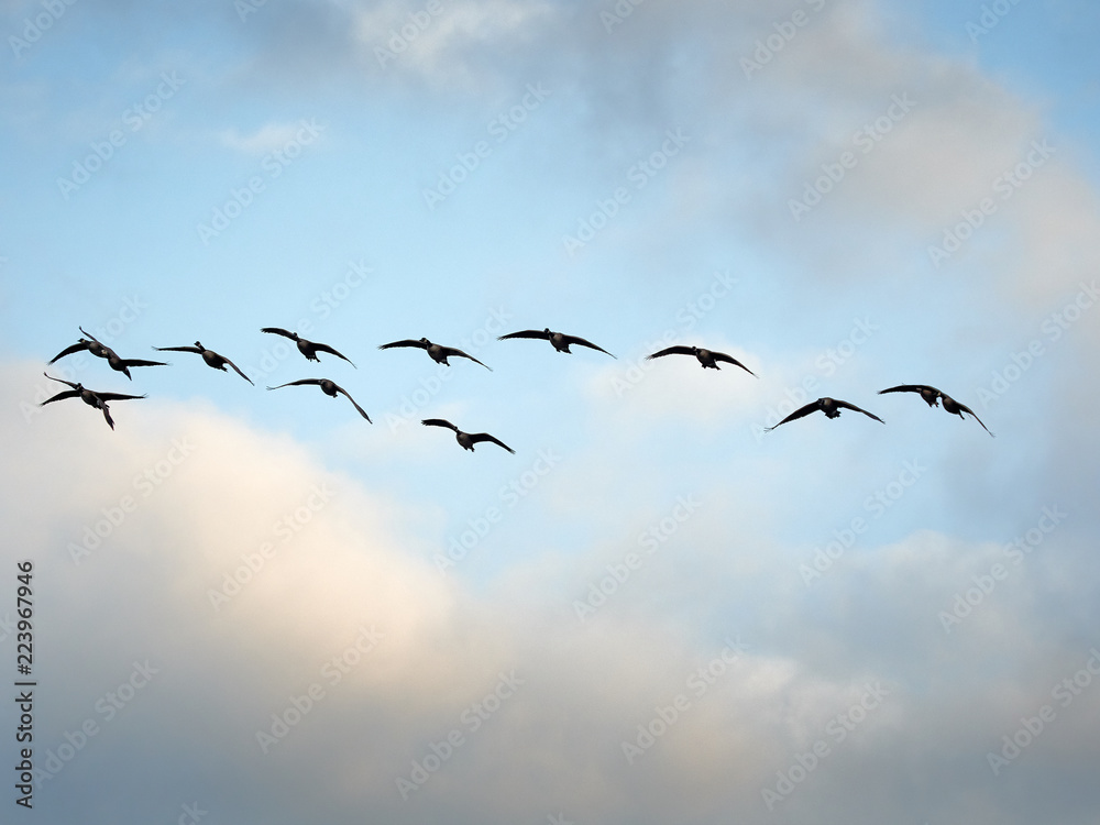 Fototapeta premium canada geese in flight