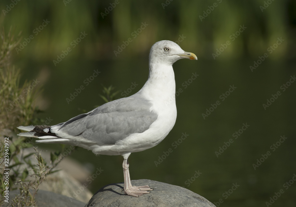 Herring gull