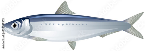 Iwashi Sardine also known as Pacific Sardine, Japanese Sardine or Iwashi Herring fish realistic vector illustration on a white background