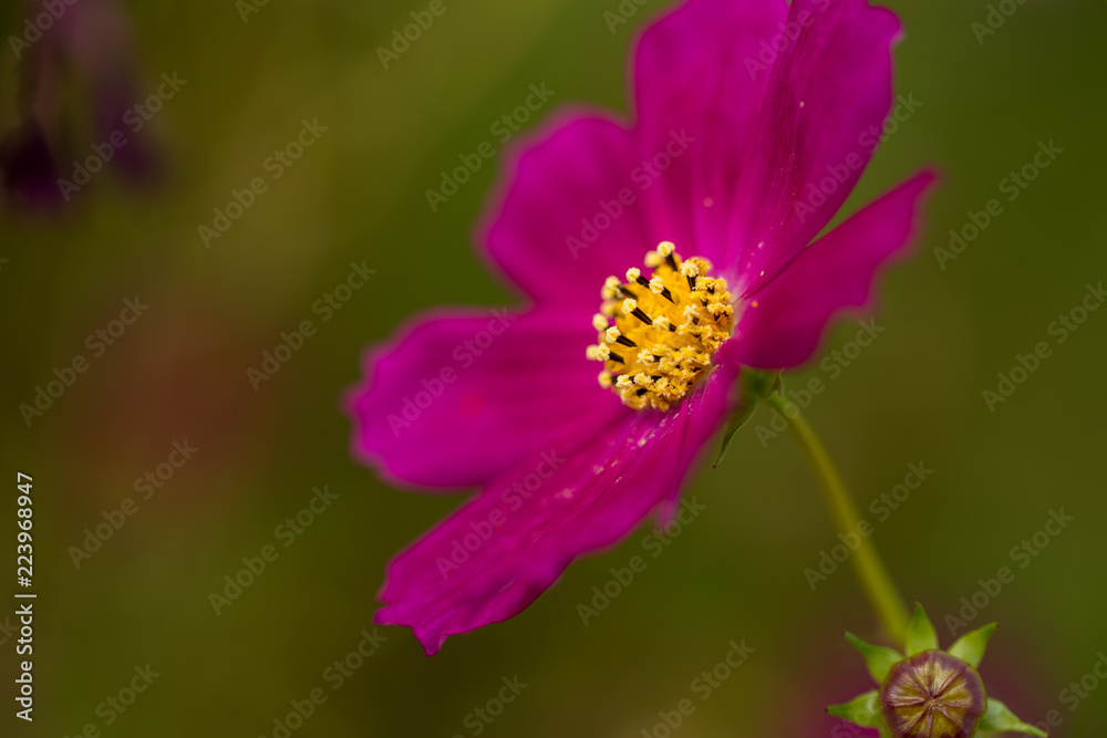 mexican star flower (cosmos bipinnatus) multicolor and graceful mexican star flower (cosmos bipinnatus) multicolor and graceful