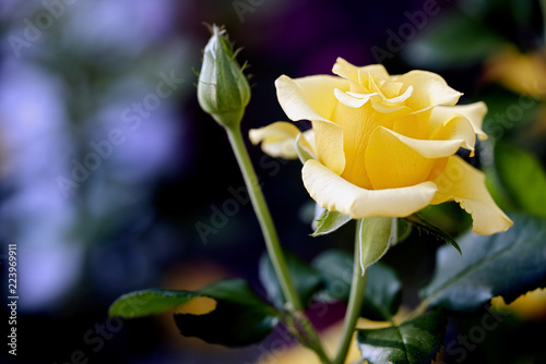 closeup of a single yellow rose blossomed in the garden