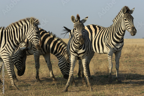 Group of wild zebras stands together in a steppe