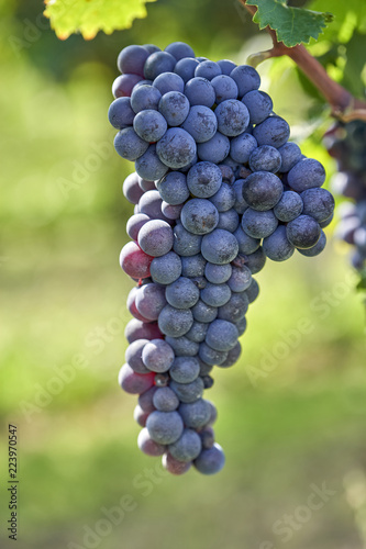 bunch of black grapes on the vine to mature waiting for the harvest
