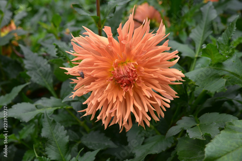 Fototapeta Naklejka Na Ścianę i Meble -  Dahlia orange
