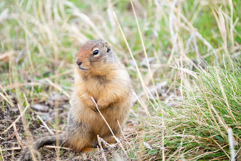 Columbian Ground Squirrel behind blurred grass Columbian Ground Squirrel behind blurred grass