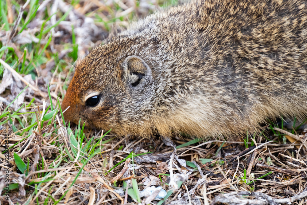 Close-up of columbian Ground Squirrels head Close-up of columbian Ground Squirrels head