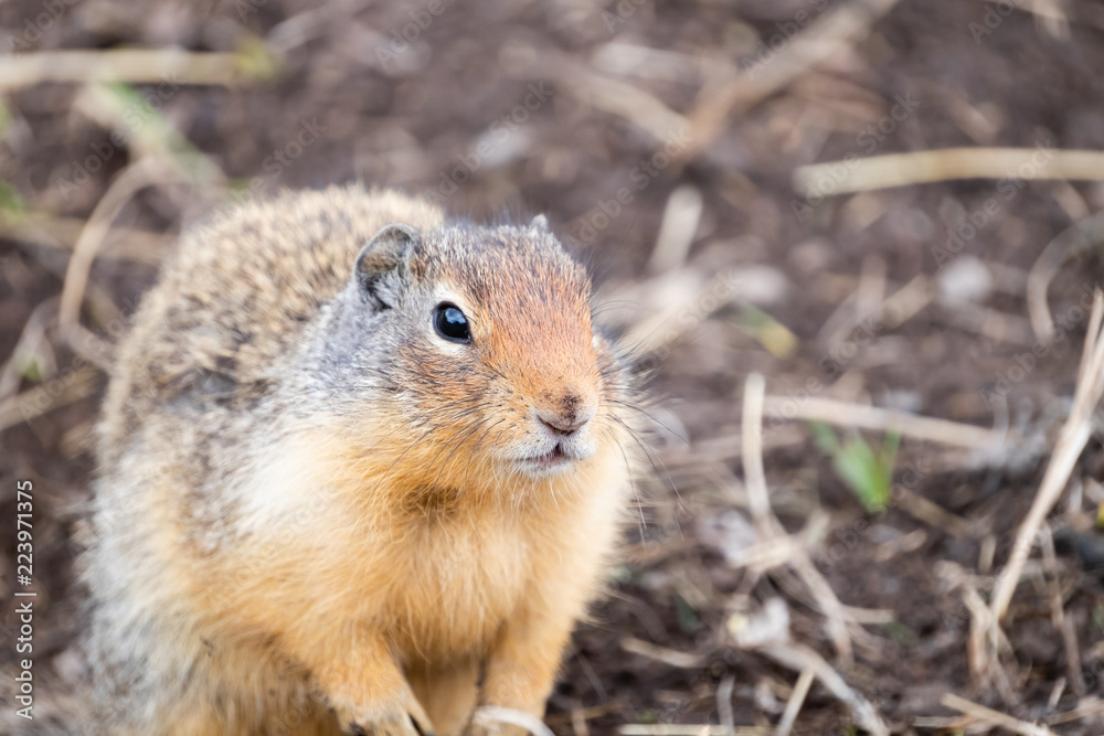 Close-up of columbian Ground Squirrels front Close-up of columbian Ground Squirrels front