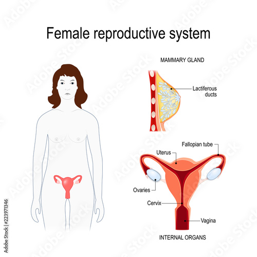 Female reproductive system