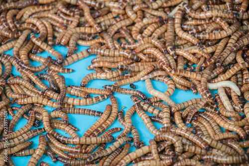 Mealworm larvae for feeding animals.(ex.birds ,fish,repptiles)