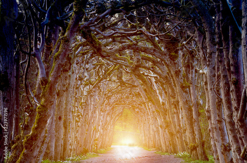 Magic creepy landscape with a mystical arch with trees and light at the end of the tunnel (goal, Halloween, hope, solution - concept) photo