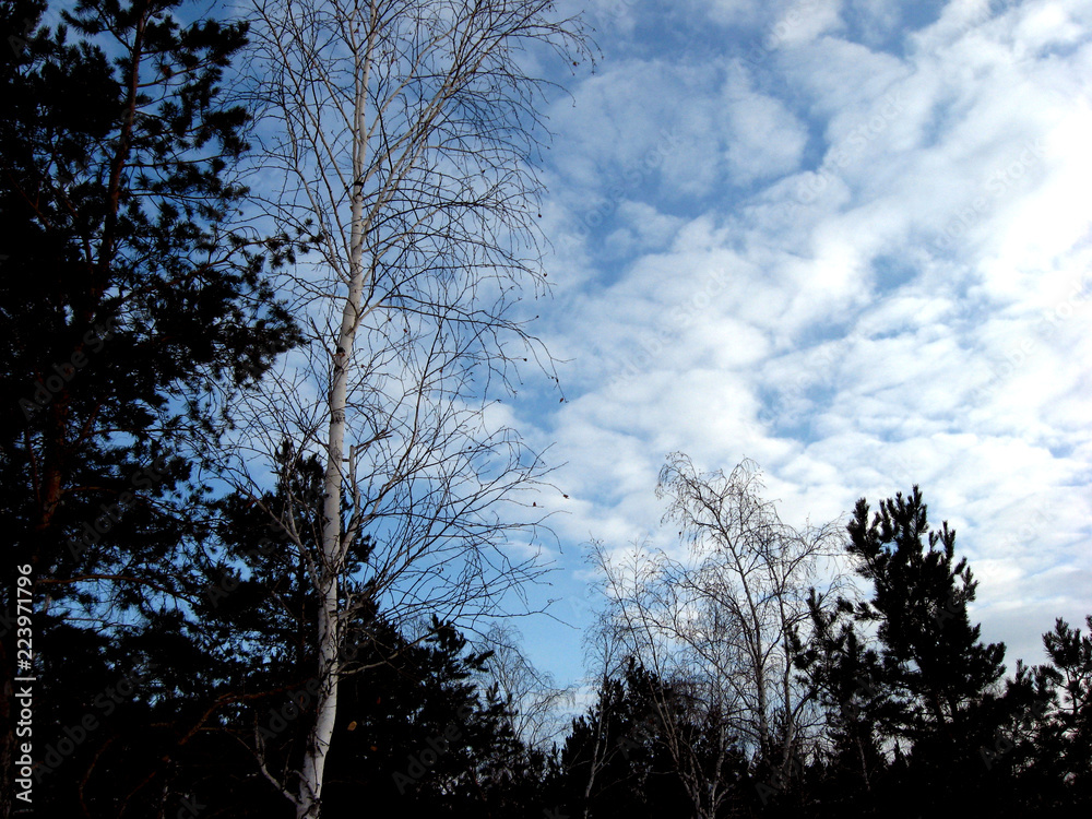 birch, pine and clouds