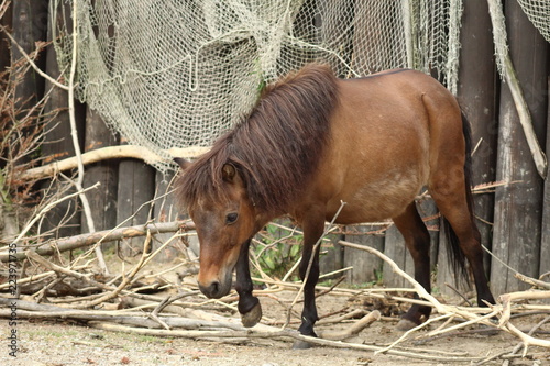 Brown shetland pony