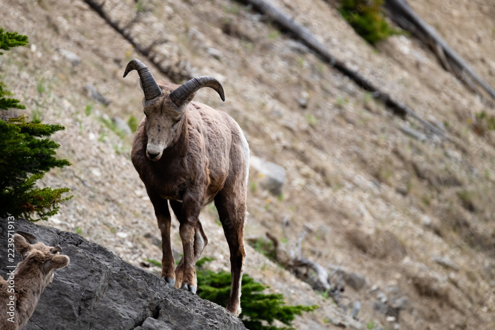 Bighorn sheep male standing on rock facing a female Bighorn sheep male standing on rock facing a female