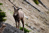 Bighorn sheep male standing on rock facing a female