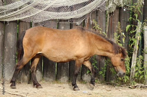 Brown shetland pony