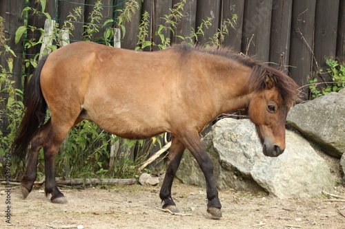 Brown shetland pony