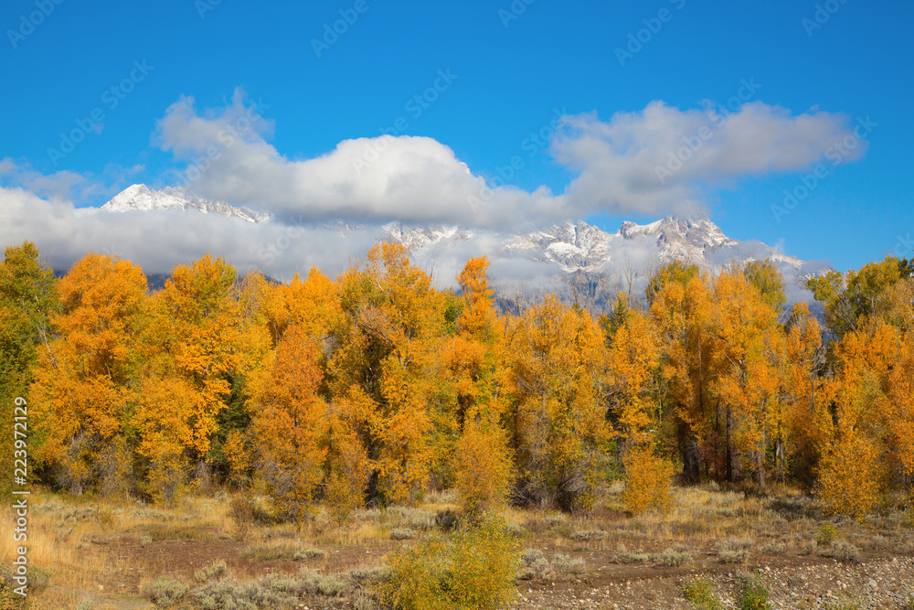 Fototapeta premium Grand Teton