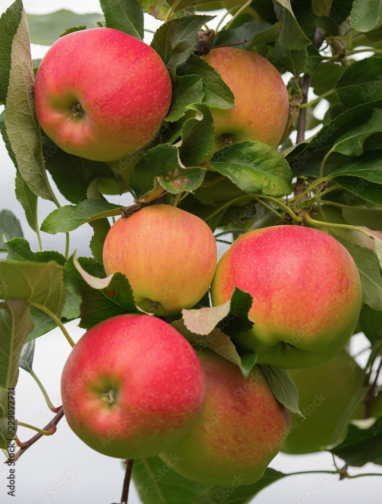 Obraz premium Apple garden