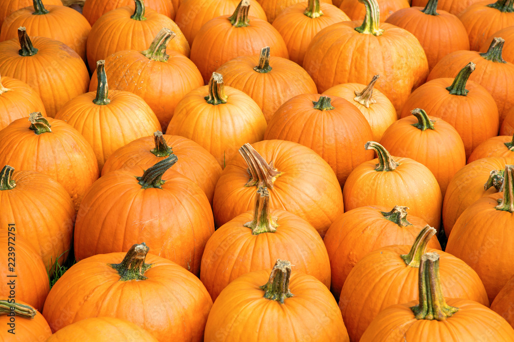 Colorful pumpkins Colorful pumpkins