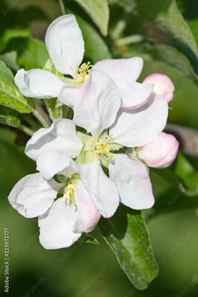 Obraz premium Apple garden