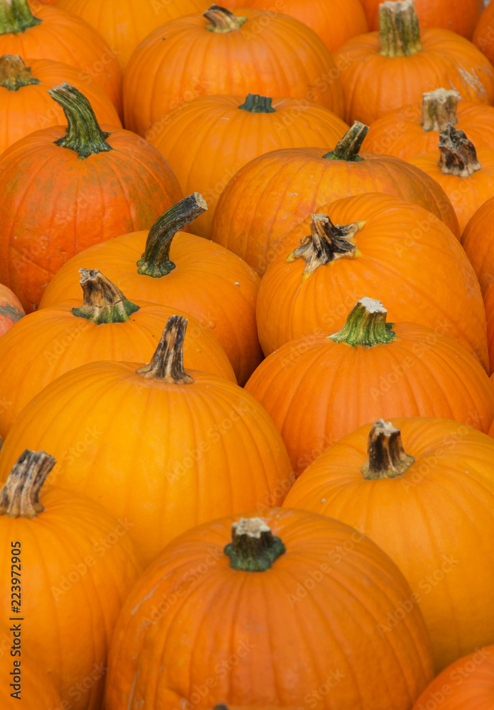 Colorful pumpkins