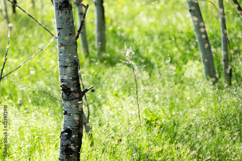 Detail of swarm of mosquitos over green grass between birch trees Detail of swarm of mosquitos over green grass between birch trees