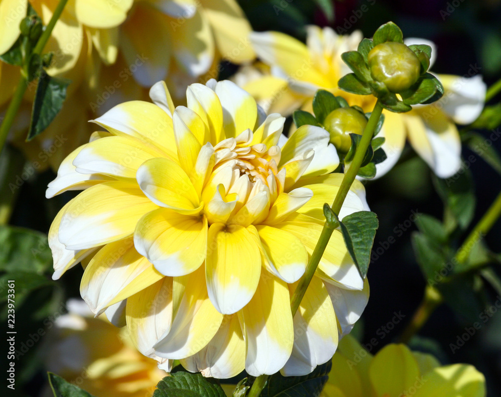 Obraz premium variety of chrysanthemum bahama lemon dahlia , one flower in close-up, one big yellow with white petals on the tips, illuminated by sunlight, in the background a part of the flowers of the same plant