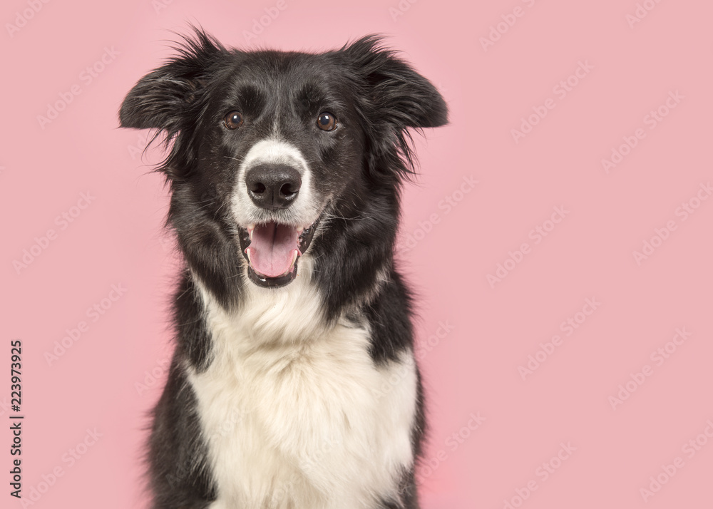 Border Collie dog portrait looking at the camera on a pink background