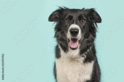 Foto Border Collie dog portrait looking at the camera on a blue turquoise background