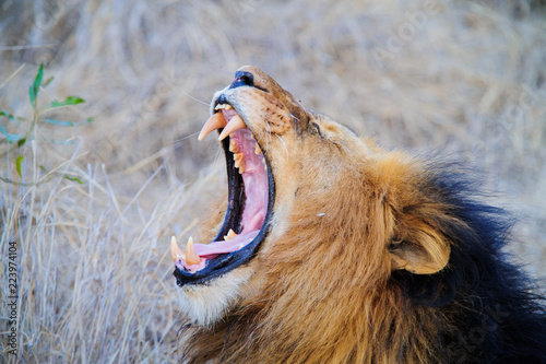 South Africa lion screaming on the savannah while lying