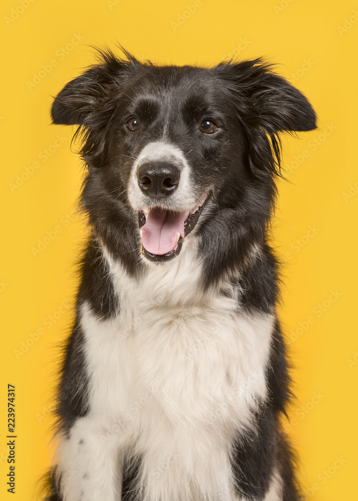 Border Collie dog portrait on a yellow background in a vertical image